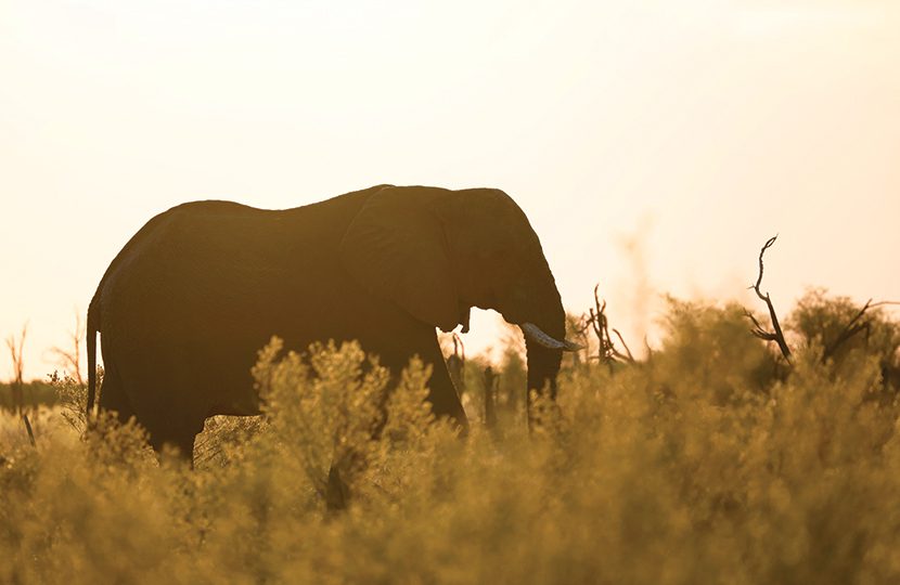 Wildlife at Chobe National Park