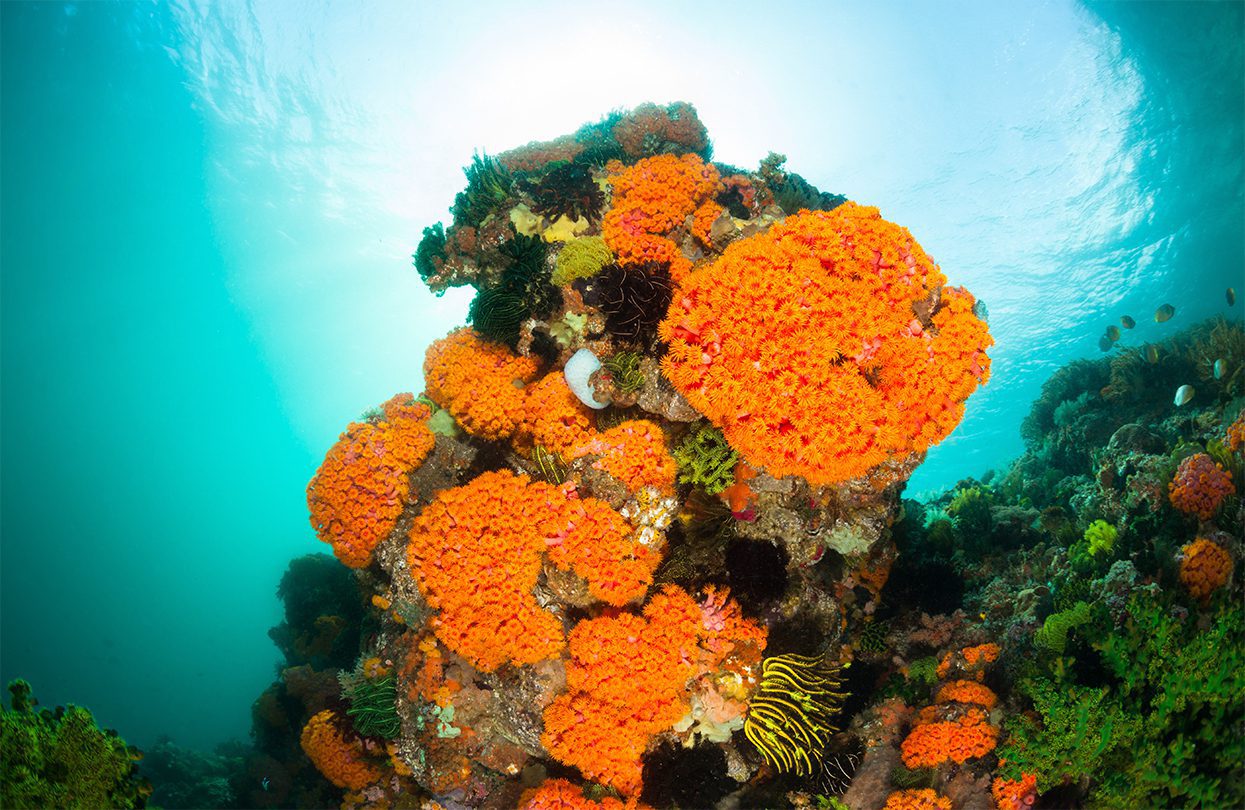 A sun coral garden in Komodo National Park