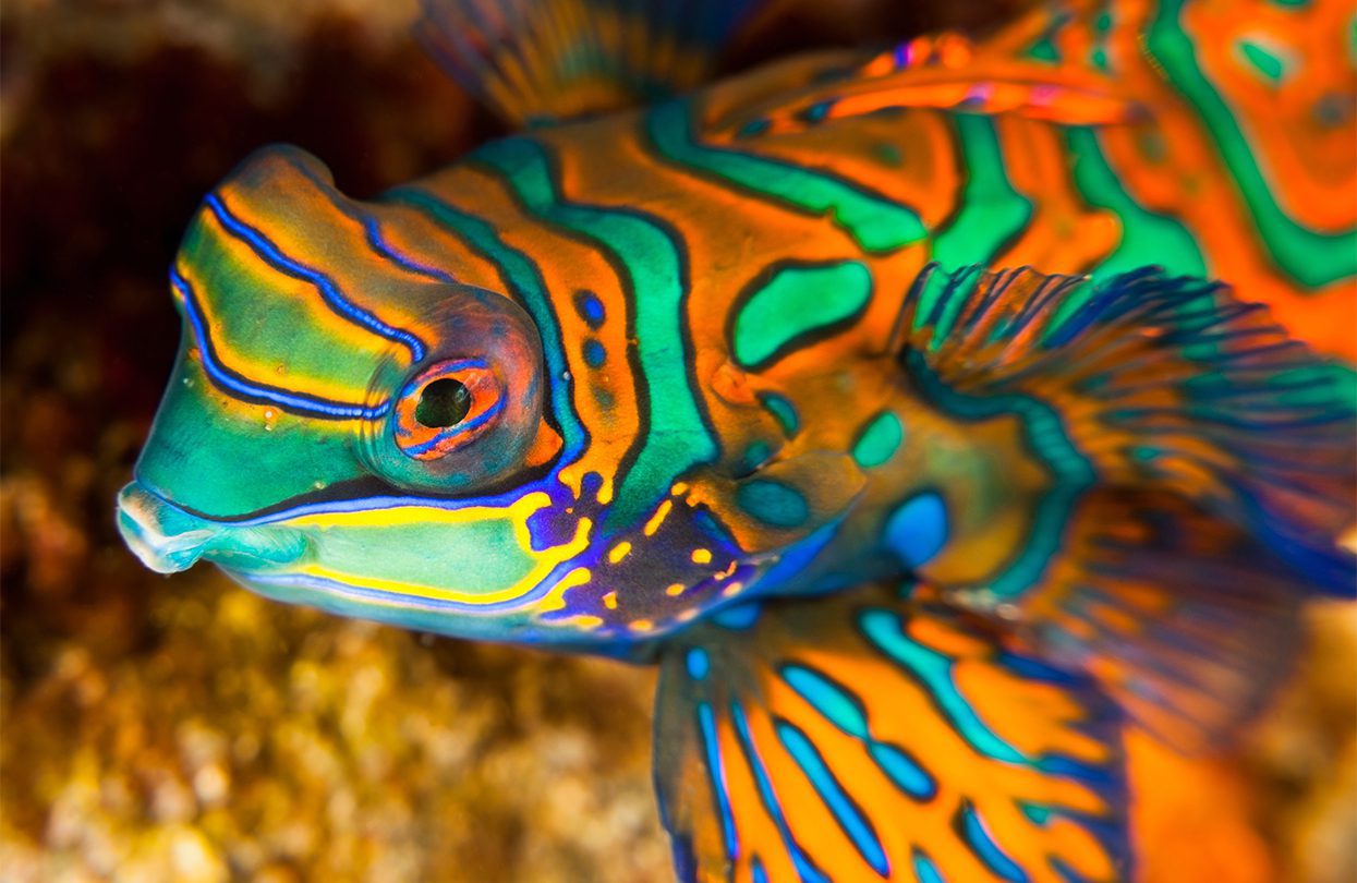 A mandarinfish in the Banda Sea