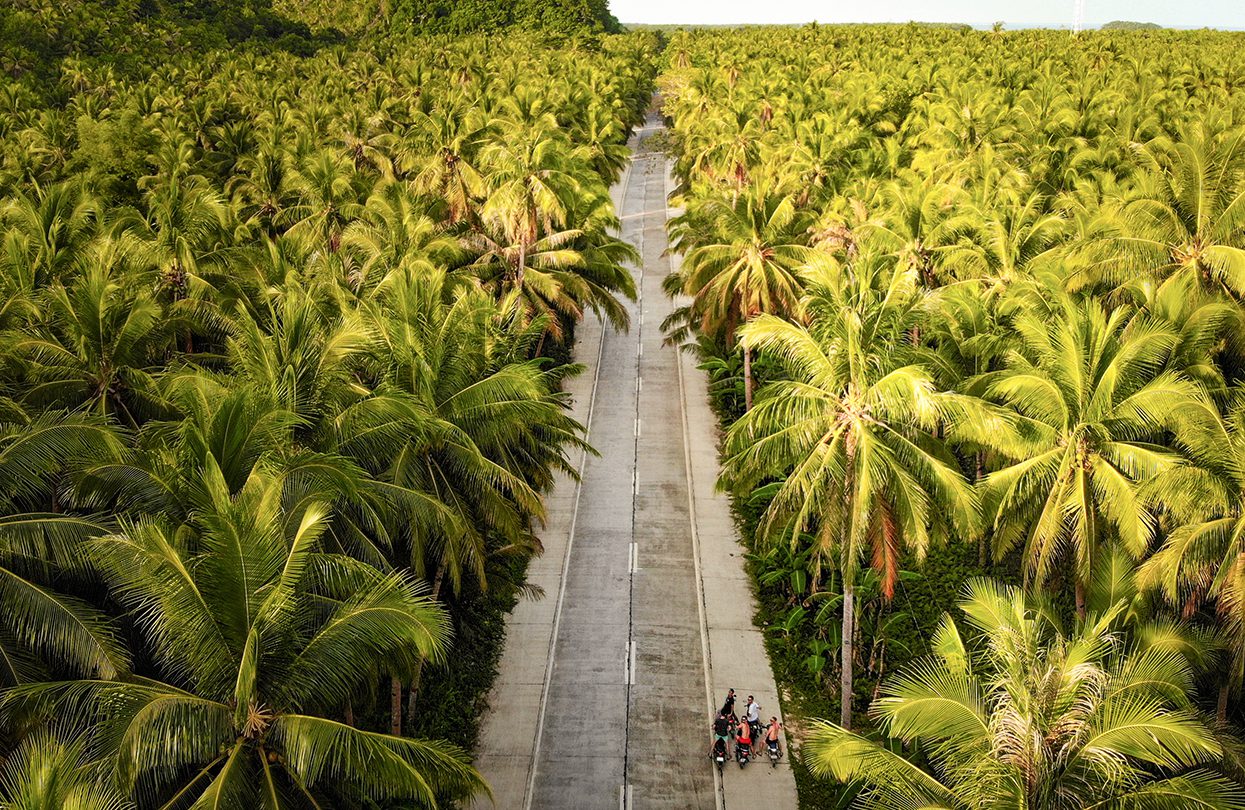 Palm Tree Road at Siargao, image by Stephen Green-Price